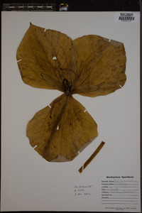 Trillium cuneatum image