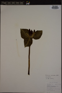 Trillium cuneatum image