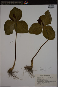 Trillium cuneatum image