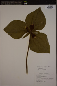 Trillium cuneatum image