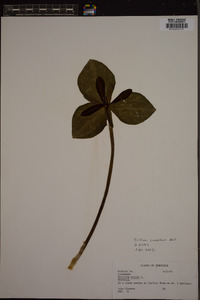 Trillium cuneatum image