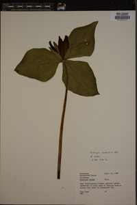 Trillium cuneatum image