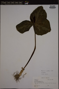 Trillium cuneatum image