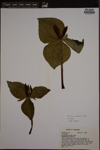 Trillium cuneatum image