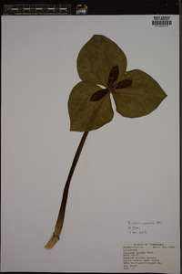 Trillium cuneatum image