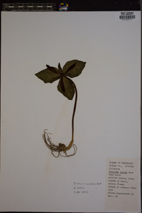 Trillium cuneatum image