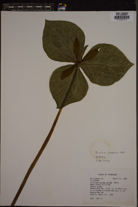 Trillium cuneatum image