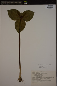 Trillium cuneatum image