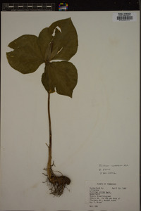 Trillium cuneatum image