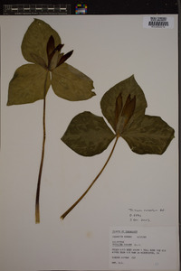 Trillium cuneatum image