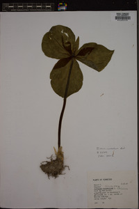 Trillium cuneatum image