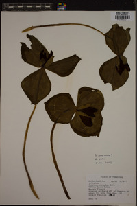 Trillium cuneatum image