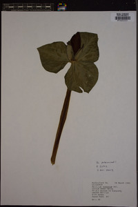 Trillium cuneatum image