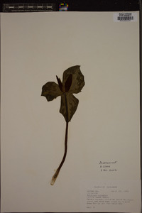 Trillium cuneatum image