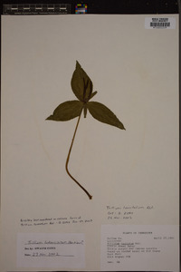 Trillium cuneatum image