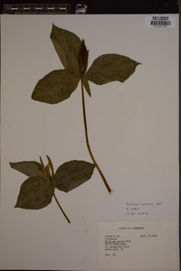 Trillium cuneatum image