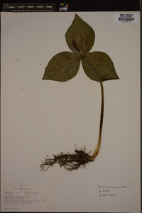 Trillium cuneatum image