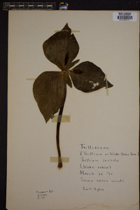 Trillium cuneatum image