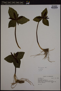 Trillium cuneatum image