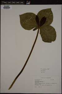 Trillium cuneatum image