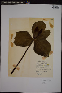 Trillium cuneatum image