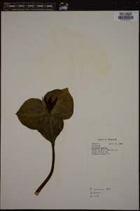 Trillium cuneatum image