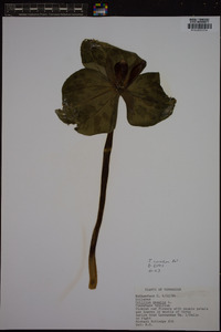 Trillium cuneatum image