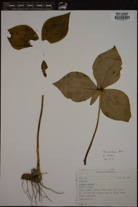 Trillium cuneatum image