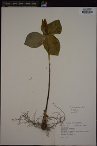 Trillium cuneatum image