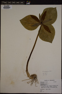 Trillium cuneatum image