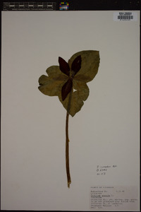 Trillium cuneatum image