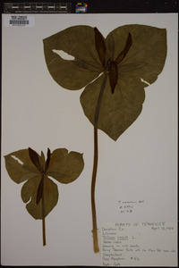 Trillium cuneatum image