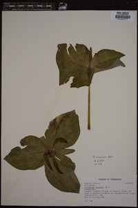 Trillium cuneatum image