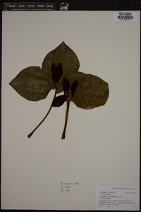 Trillium cuneatum image