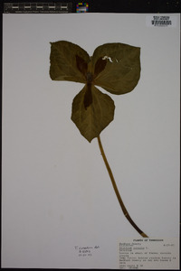 Trillium cuneatum image