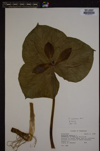 Trillium cuneatum image