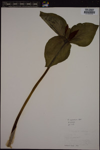 Trillium cuneatum image