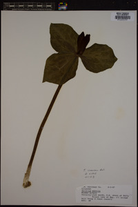 Trillium sessile image