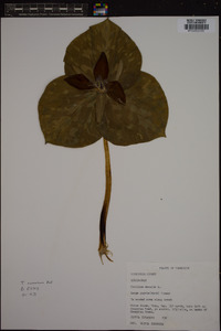 Trillium cuneatum image