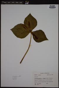 Trillium cuneatum image