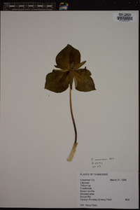 Trillium cuneatum image