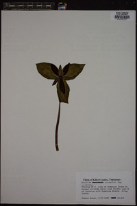 Trillium cuneatum image