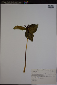 Trillium cuneatum image