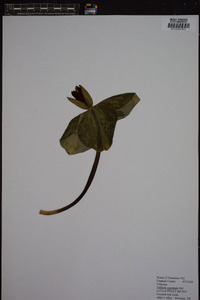 Trillium cuneatum image