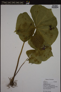 Trillium erectum image