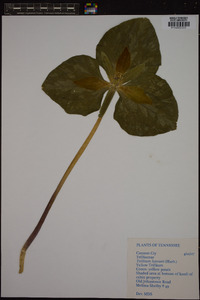 Trillium luteum image
