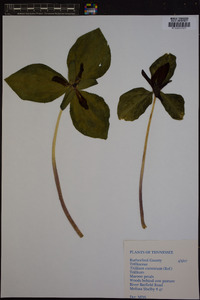 Trillium luteum image