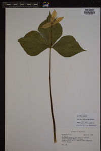 Trillium grandiflorum image