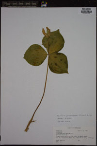 Trillium grandiflorum image