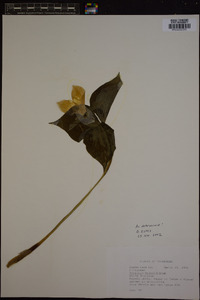 Trillium grandiflorum image